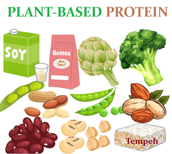 plant based protein