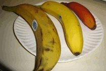 Plantains and bananas