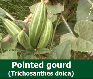 Pointed gourd