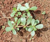 purslane portulaca nutrition plant benefits health oleracea facts backyard show