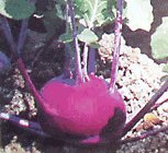 Purple skin kohlrabi