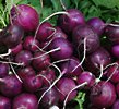 purple radish