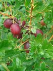 purple-red-gooseberries