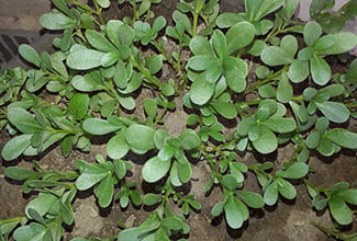 Purslane (Portulaca oleracea)