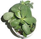 purslane