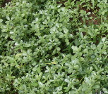 purslane