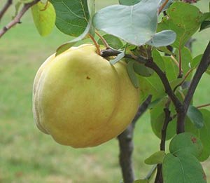 quince fruit