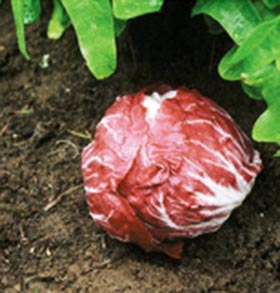 Radicchio