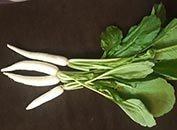 Radish-white