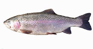 rainbow trout