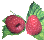 raspberries