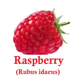 Fresh Raspberry