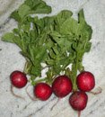 red-globe radishes