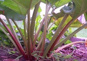 rhubarb