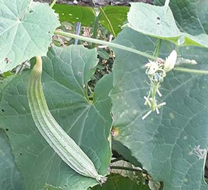 ridge gourd