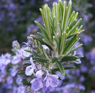 rosemary-herb