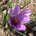 Saffron flower