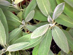 herb sage