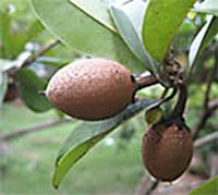 sapodilla on a plant