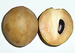 sapodilla