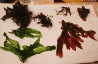 Edible seaweeds