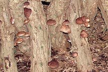 growing shiitake on logs