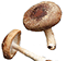 shiitake mushroom