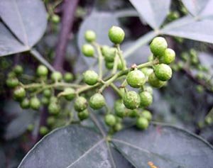 sichuan peppercorns