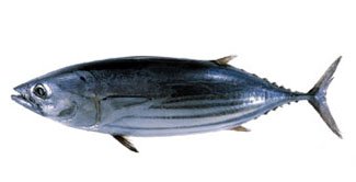 Skipjack tuna