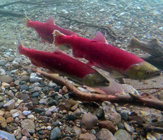 sockeye salmon