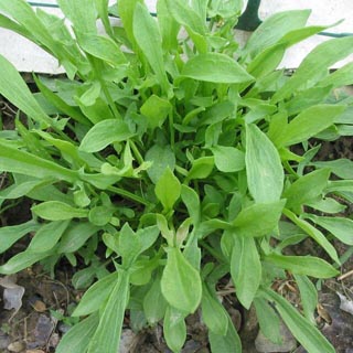 Sorrel-Broadleaved