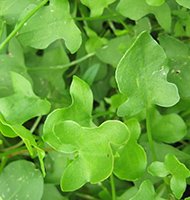 Bucklerleaf sorrel