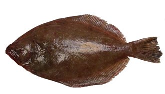 Southern Flounder