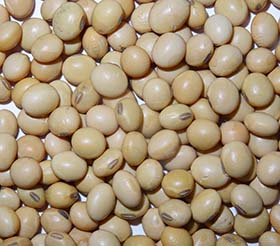 soybeans