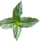 spearmint-herb