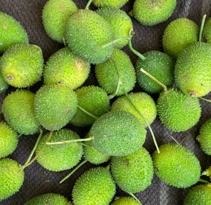 spiny gourd