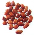 star anise seeds