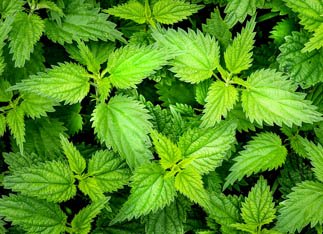 Stinging nettles