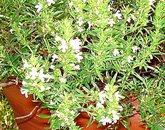 summer savory1