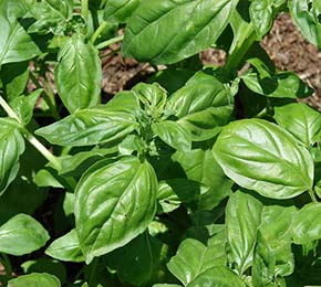 sweet basil