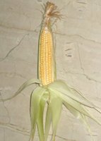 sweet corn with husk