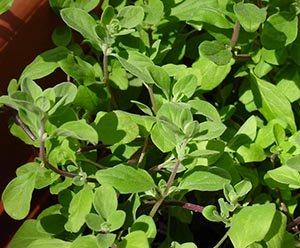 sweet marjoram