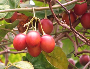 tamarillo