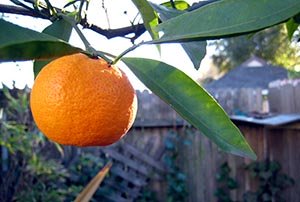 tangerines