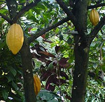 Theobroma cocoa plant with pods