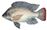 tilapia fish