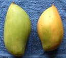 totapuri mangoes