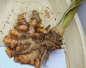 turmeric