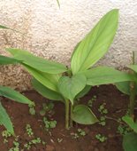 turmeric plant