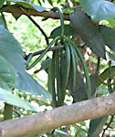 vanilla beans on a vanilla planifolia vine